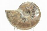 Polished Cretaceous Ammonite (Cleoniceras) Fossil - Madagascar #216040-1